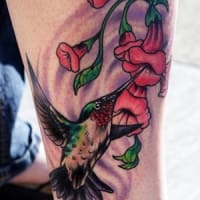 hummingbird